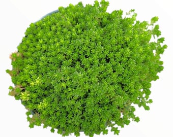 Sedum acre Succulent Plant