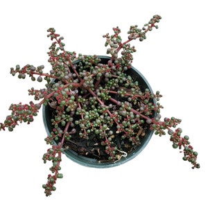 Pilea serpyllacea 'Globosa' Succulent Plant 4 Inch