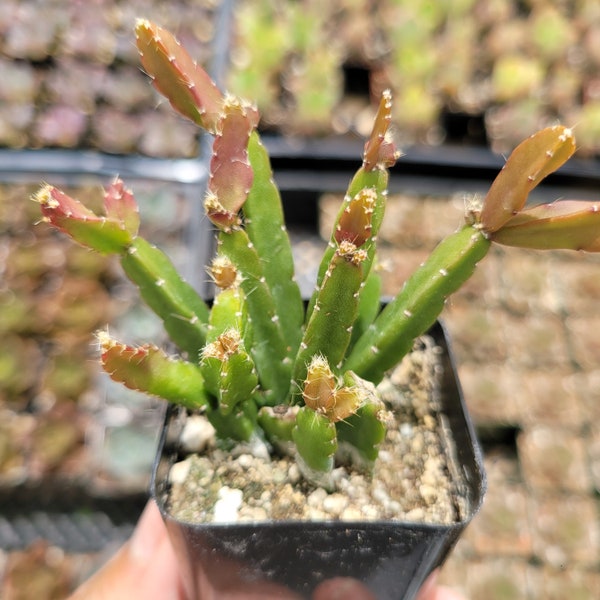 Rhipsalis Cereoides Cactus