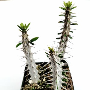 Alluaudia procera &#39;Madagascar Ocotillo&#39; Succulent Plant