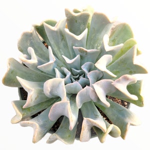 Echeveria runyonii &#39;Topsy Turvy&#39; Succulent Plant