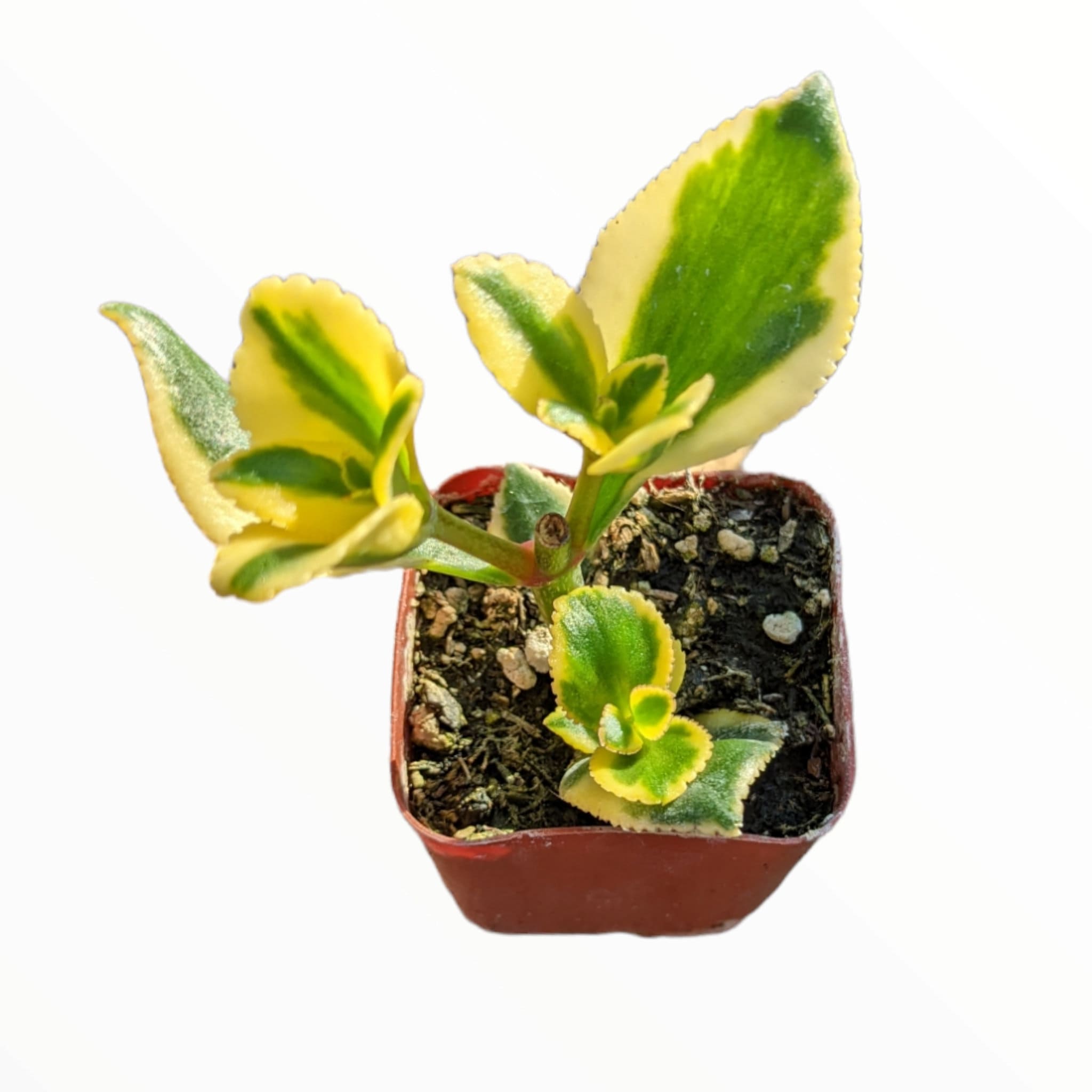 Crassula Sarmentosa 'comet' Variegata Succulent Plant - Etsy