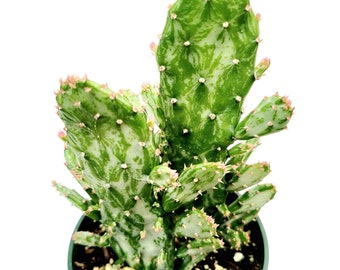 Opuntia monacantha variegata - Variegated Joseph's Coat Succulent Plant