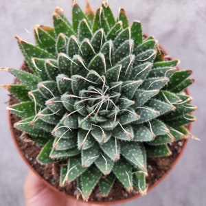 Aristaloe aristata 'Lace Aloe' Succulent Plant