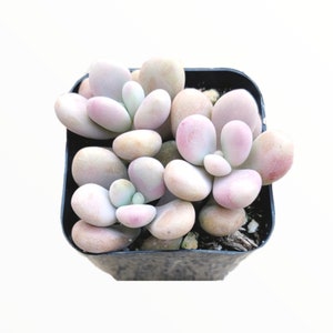 Graptopetalum amethystinum - Lavender Pebbles Succulent Plant