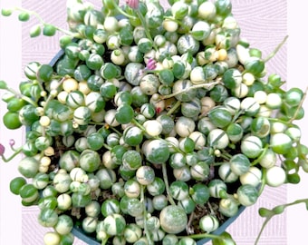 Variegated String of Pearls Senecio rowleyanus Succulent Plant