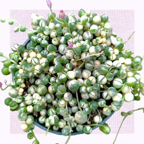 Variegated String of Pearls Senecio rowleyanus Succulent Plant