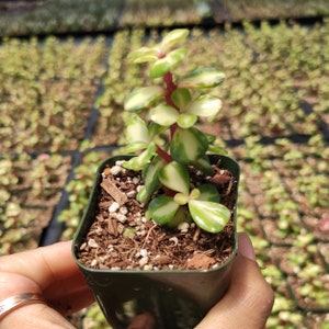 May include: A small potted succulent plant with green and white variegated leaves and red stems. The plant is in a dark green plastic pot.