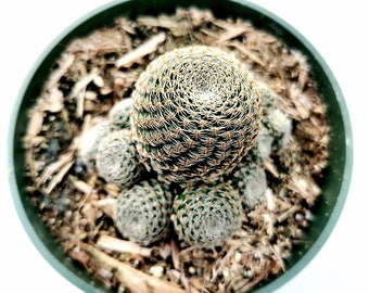 Rebutia heliosa Cactus Succulent Plant