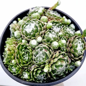 Sempervivum &#39;Hurricane&#39; Succulent Plant