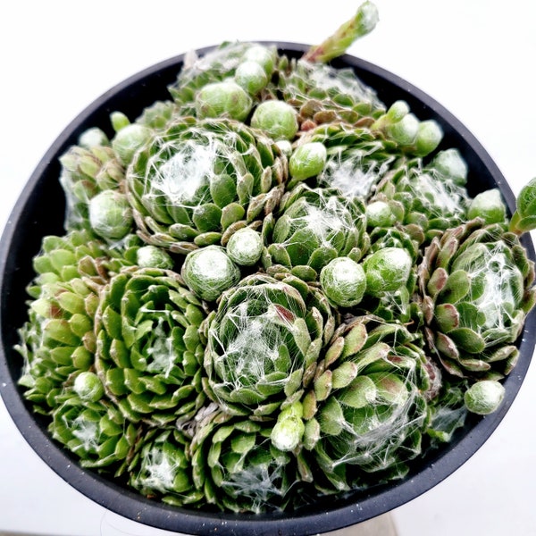 Sempervivum 'Hurricane' Succulent Plant