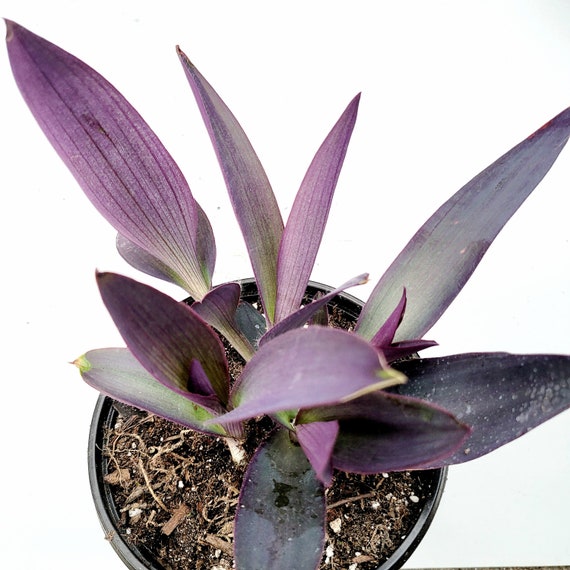 Tradescantia Pallida 'kartuz Giant' Purple Heart Wandering Dude