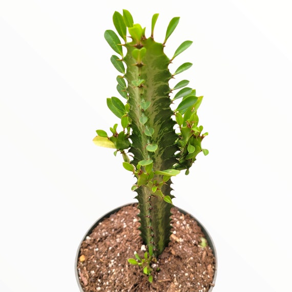Milk‐tree♡ Euphorbia Trigona 'african Milk Tree' Cactus - Etsy