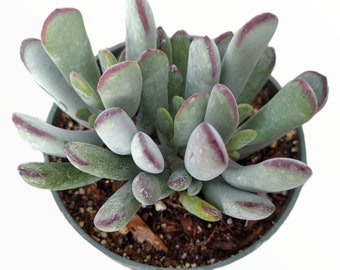 Cotyledon orbiculata 'Happy Young Lady' Succulent Plant