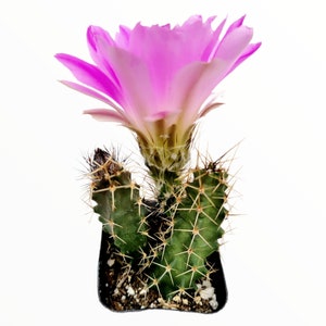 Echinocereus pentalophus - Lady Finger Cactus Cactus