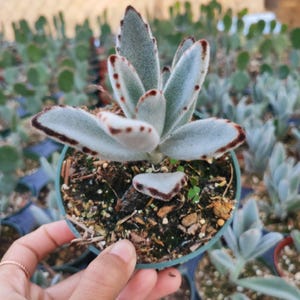 Kalanchoe tomentosa - Panda Plant, Donkey Ears Succulent Plant