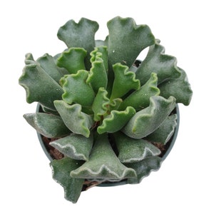 Adromischus cristatus - Crinkle Leaf Plant Succulent Plant