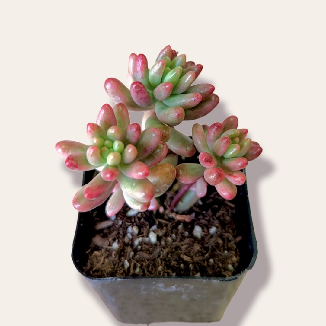 sedum-rubrotinctum-aurora-pink-jelly-bean-succulent-plant-etsy