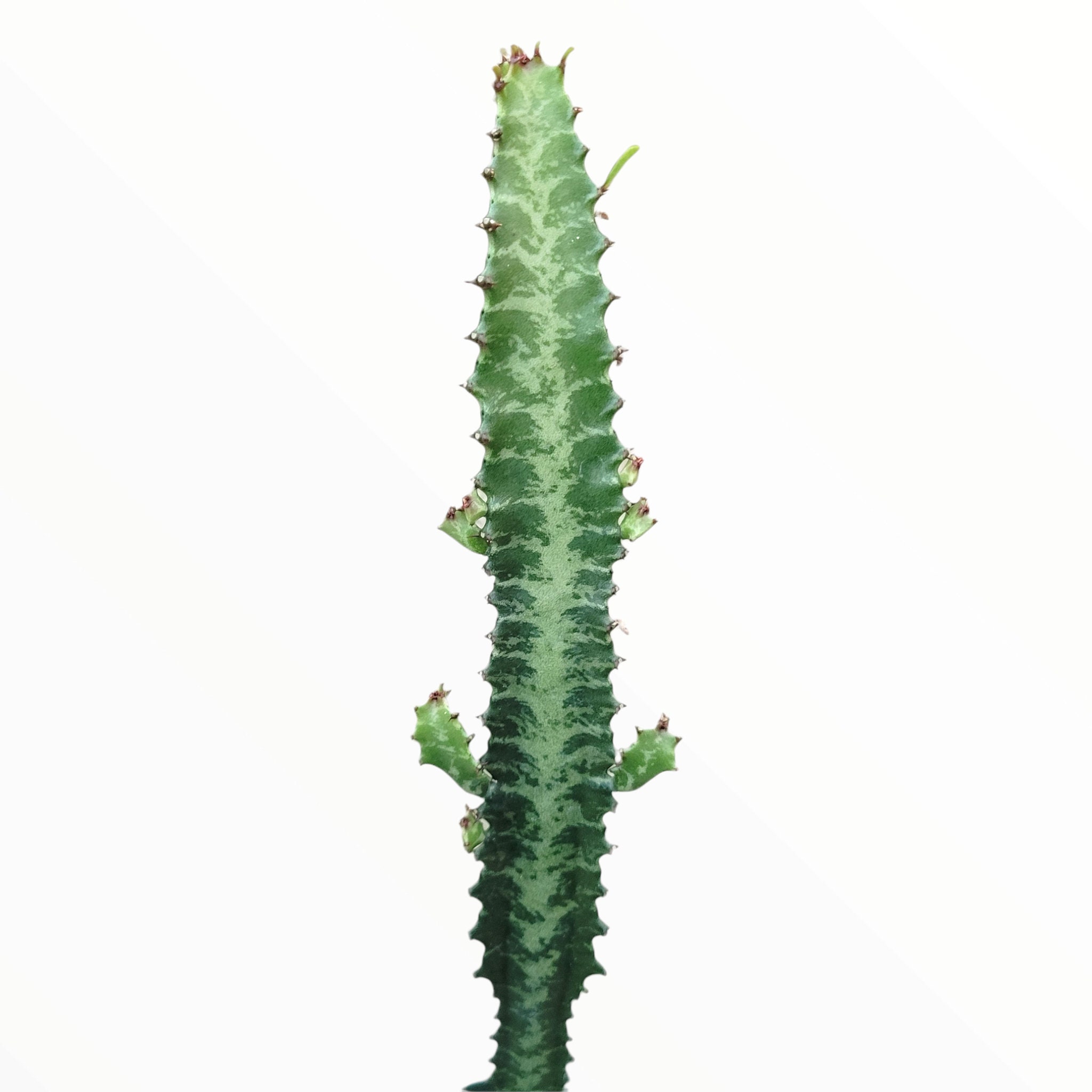 Euphorbia Trigona 'african Milk Tree' Cactus - Etsy