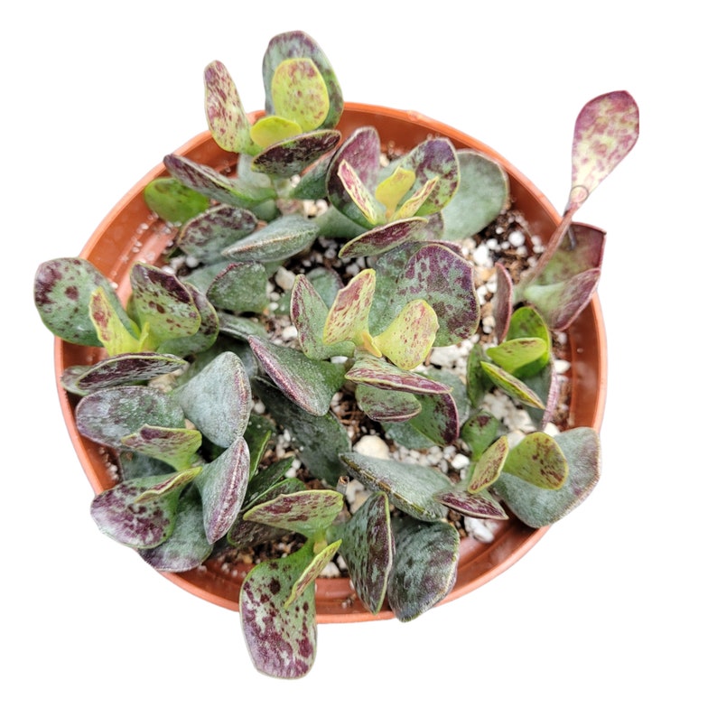 Adromischus trigynus 'Calico Hearts' Succulent Plant image 4
