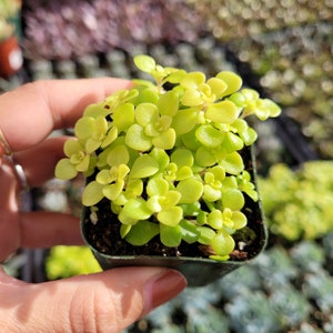 Sedum makinoi 'Ogon' Japanese Stonecrop Succulent Plant