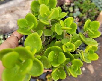 Sedum confusum Succulent Plant