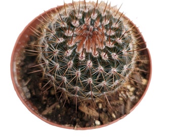 Mammillaria spinosissima (Irlandés pelirrojo) - 🙂 2025