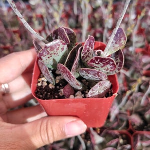 Adromischus trigynus 'Calico Hearts' Succulent Plant