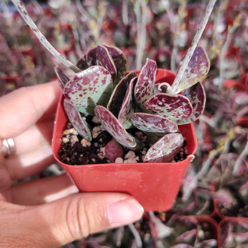 Adromischus trigynus 'Calico Hearts' Succulent Plant 2 Inch