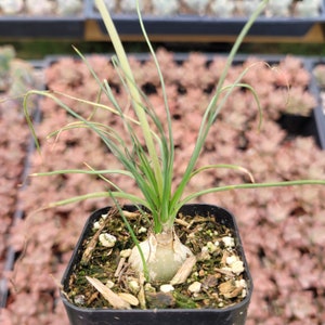 Albuca polyphylla &#39;Augrabies Hills&#39; Succulent Plant