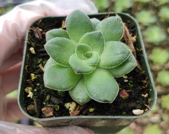 Crassula orbicularis Succulent Plant