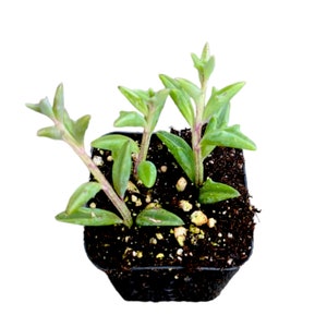 May include: A small black pot with succulent plants growing in it. The plants have green leaves and reddish stems.