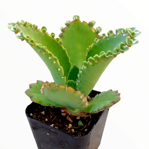 Kalanchoe daigremontiana &#39;Mother of Thousands&#39; Succulent Plant