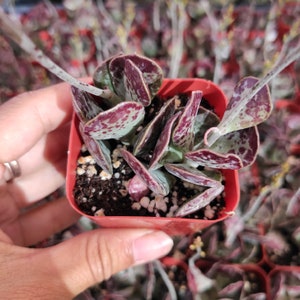 Adromischus trigynus 'Calico Hearts' Succulent Plant image 2