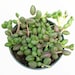 see more listings in the Succulents section