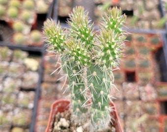 Austrocylindropuntia Cylindrica Cactus