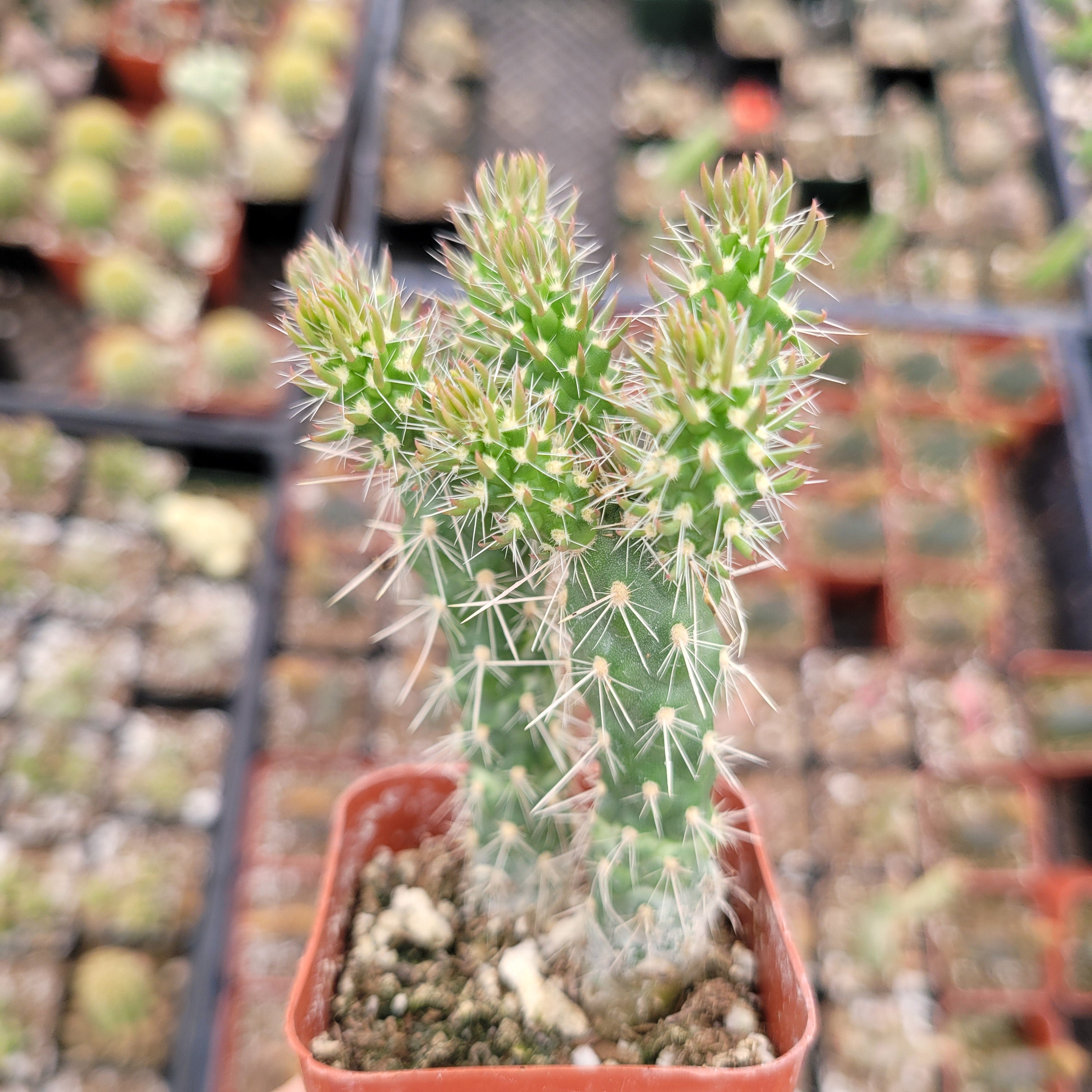 Add A Unique Touch To Your Plant Collection – Austrocylindropuntia Cylindrica Cactus From Succulents Depot - View #6