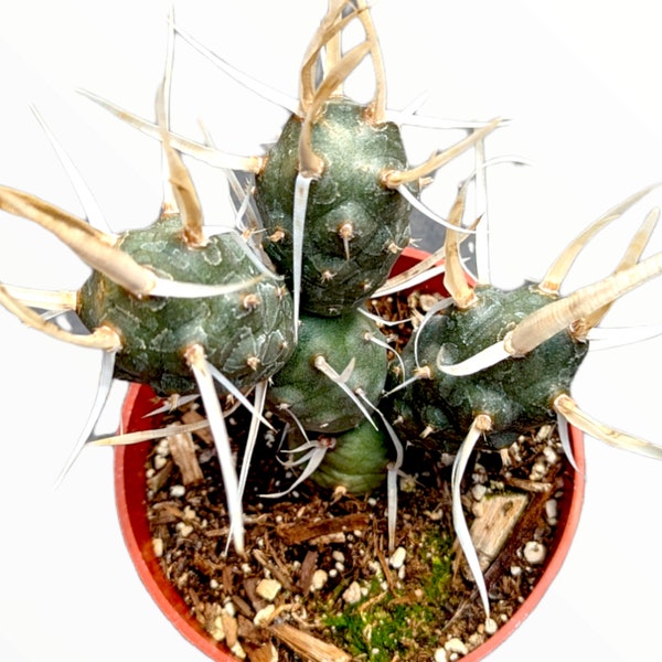 Tephrocactus articulatus 'Paper Spine Cactus'