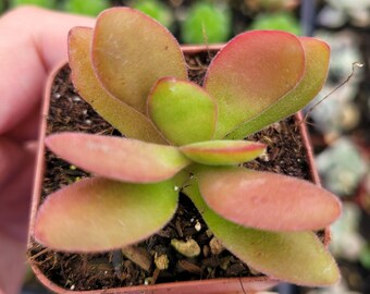 Crassula swaziensis 'Money Maker' Succulent Plant