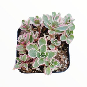 Sedum spurium &#39;Tricolor&#39; Succulent Plant