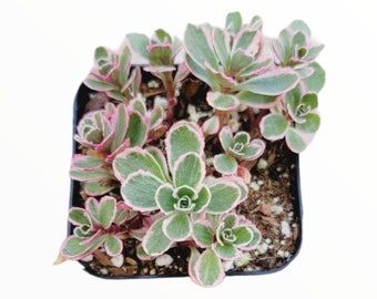 Sedum spurium 'Tricolor' Succulent Plant