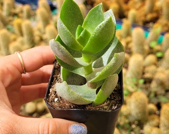 Crassula lactea Succulent Plant