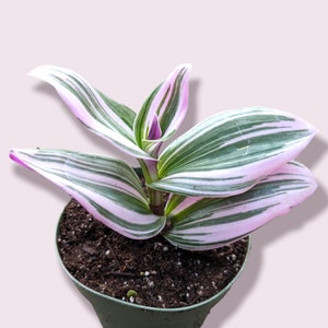 Tradescantia 'Nanouk' Pink Wandering Dude Houseplant