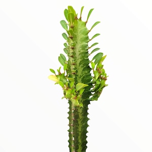 Euphorbia trigona &#39;African Milk Tree&#39; Cactus