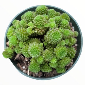 Monanthes polyphylla Succulent Plant