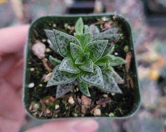 Crassula exilis ssp. cooperi 'Tiger Jade' Succulent Plant