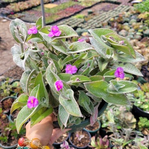 Tradescantia sillamontana &#39;White Velvet&#39; Wandering Dude Houseplant