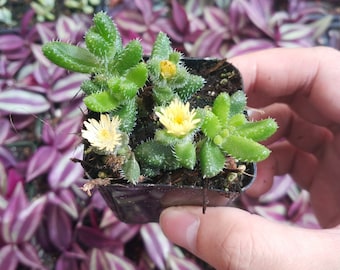 Delosperma echinatum - Pickle Plant Succulent Plant