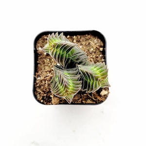 Crassula capitella ssp. thyrsiflora &#39;Pagoda Village&#39; Succulent Plant