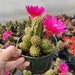 see more listings in the Cacti section